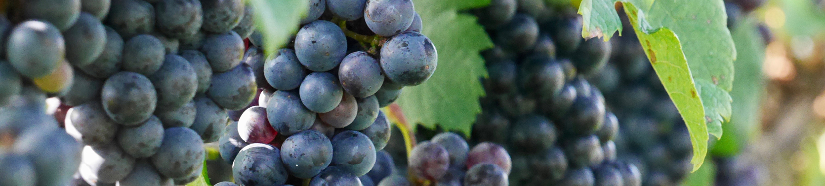 grape-vines
