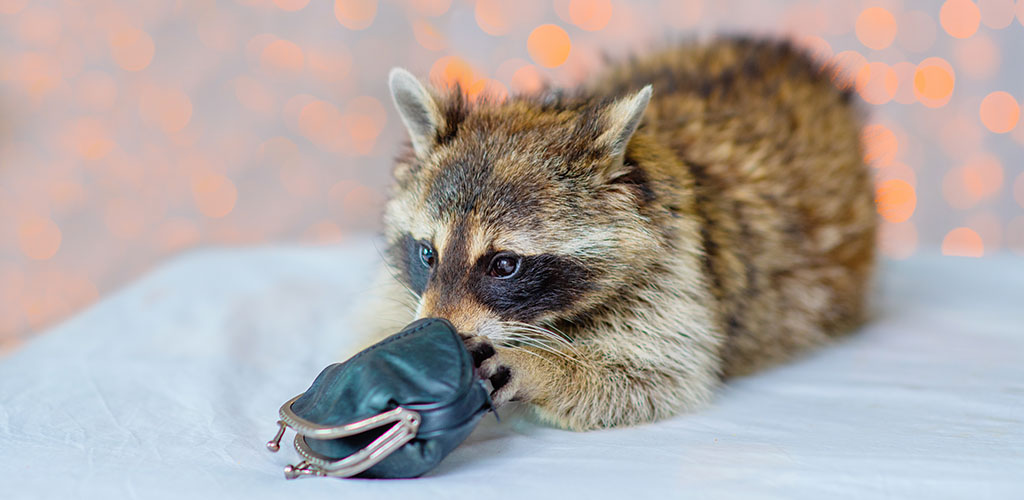 a racoon eating a coin purse