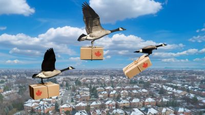 Canadian geese carrying packages