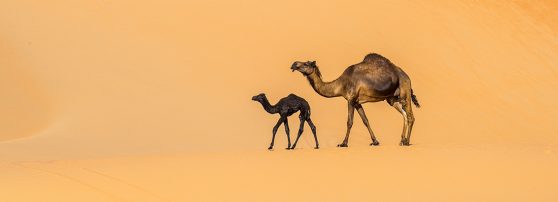 Camel photos