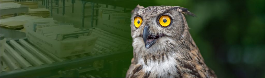 an owl