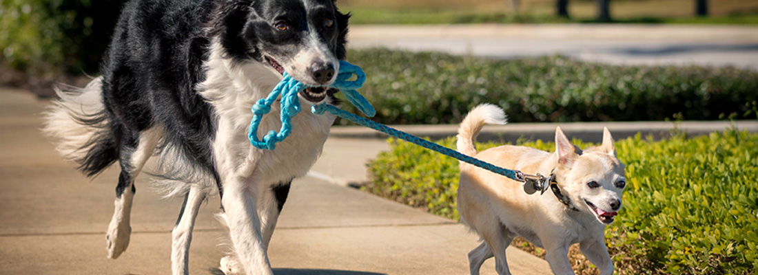 A big dog walking a smaller dog on a leash
